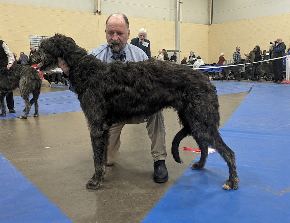 Reseve CC winners Scottish Breeds 2011